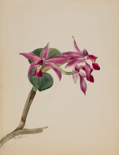 Cattlaya superbus od Mary Vaux Walcott
