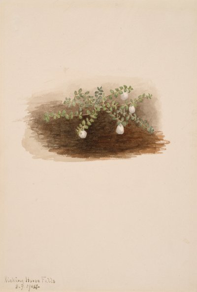 Chiogenes hispidula, 1904 od Mary Vaux Walcott