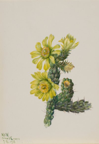 Cholla Opuntia whipplei od Mary Vaux Walcott
