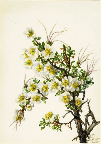 Cliffrose Cowania stansburiana, 1934. od Mary Vaux Walcott