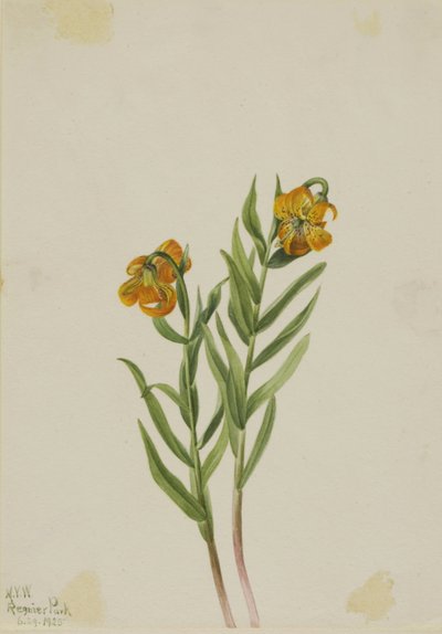 Lilie kolumbijská (Lilium columbianum) od Mary Vaux Walcott