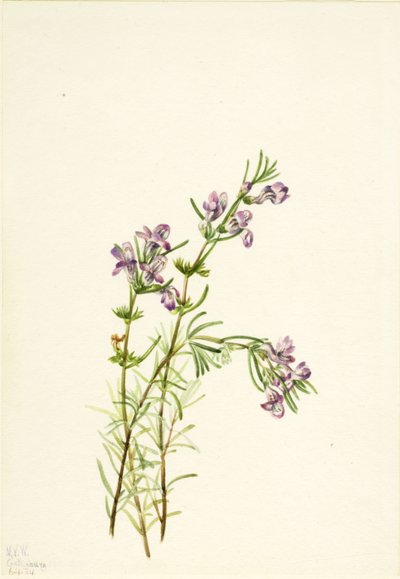 Conradina verticillata, 1934. od Mary Vaux Walcott