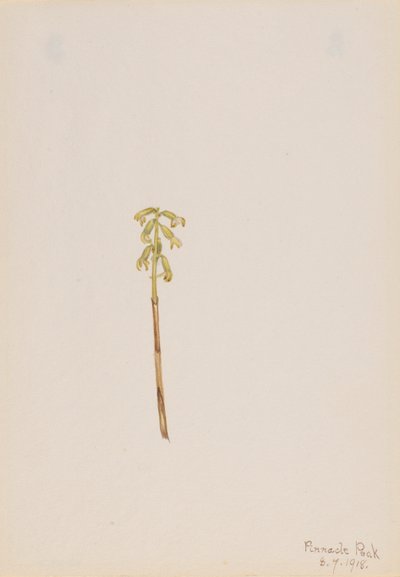 Corathorhiza corallorhiza od Mary Vaux Walcott