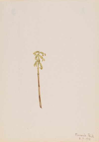 Corathorhiza corallorhiza, 1918. od Mary Vaux Walcott