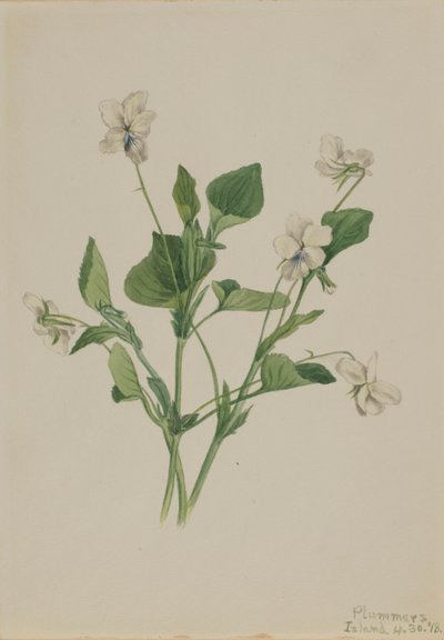 Krémová fialka (Viola striata) od Mary Vaux Walcott