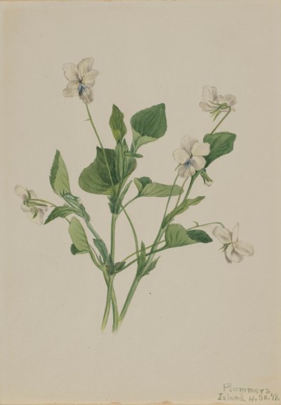 Krémově fialová violka pruhovaná, 1918 od Mary Vaux Walcott