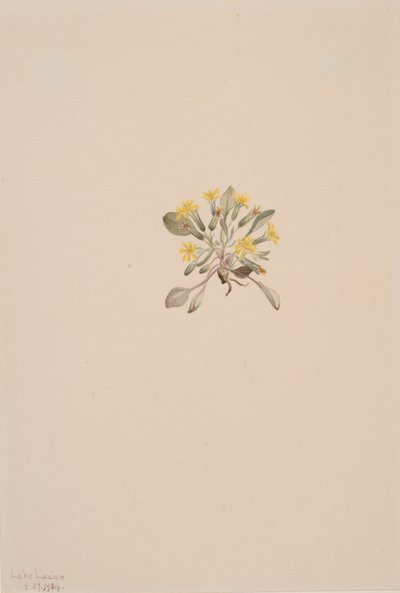 Crepis Elegans, 1904 od Mary Vaux Walcott