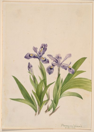 Kosatec chocholatý (Iris cristata) od Mary Vaux Walcott