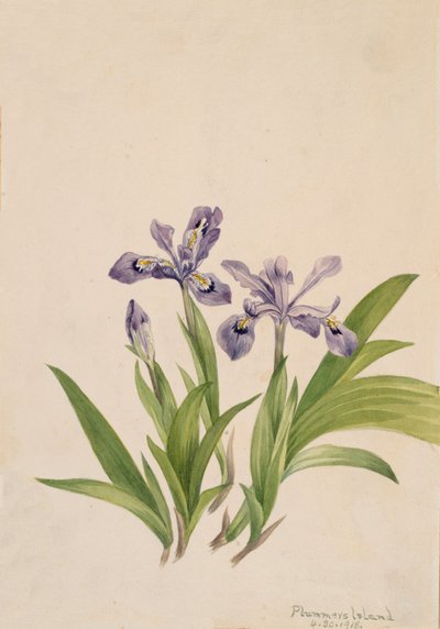 Iris chocholatý Iris cristata, 1918. od Mary Vaux Walcott