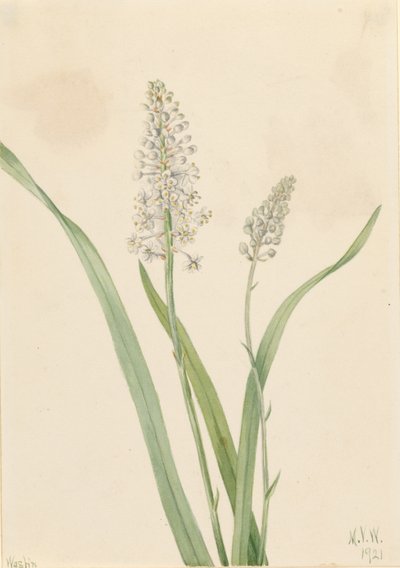 Vraní jed (Chrosperma muscaetoxicum) od Mary Vaux Walcott