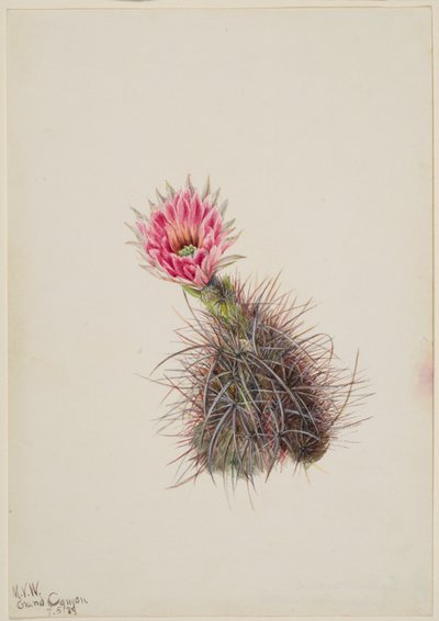 Okurkový kaktus, 1939. od Mary Vaux Walcott