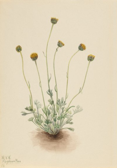 Pcháč zelinný (Erigeron compositus nudus) od Mary Vaux Walcott
