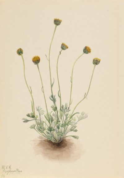 Cut Leaf Fleabane Erigeron nahý, 1921 od Mary Vaux Walcott