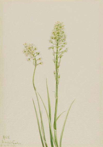 Smrt Camas Zygadenus venenosus, 1923 od Mary Vaux Walcott