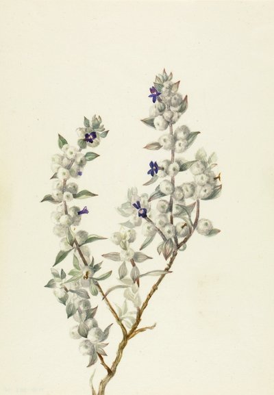 Šalvěj v Údolí smrti (Salvia funerea) od Mary Vaux Walcott