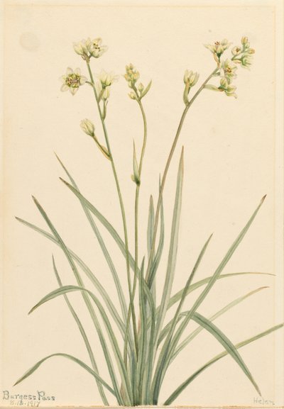 Deathcamas Zygadenus elegans, 1917. od Mary Vaux Walcott