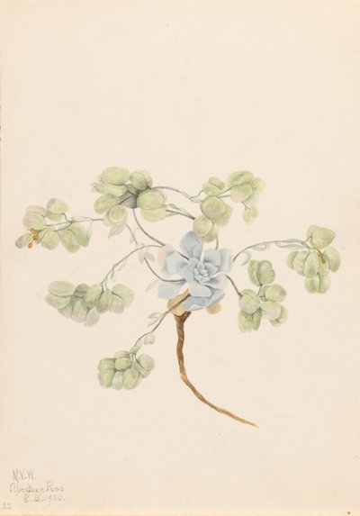 Měchýřovka dvojitá (Physaria didymocarpa) od Mary Vaux Walcott