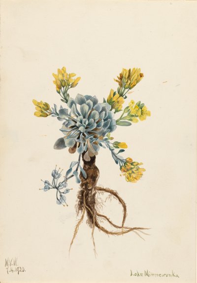Dvojitý měchýř Physaria didymocarpa, 1920. od Mary Vaux Walcott