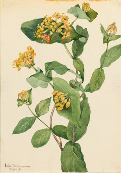 Zimolez douglaska (Lonicera glaucescens) od Mary Vaux Walcott