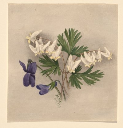 Holanďanská kukla (Bikukulla cucullaria) od Mary Vaux Walcott