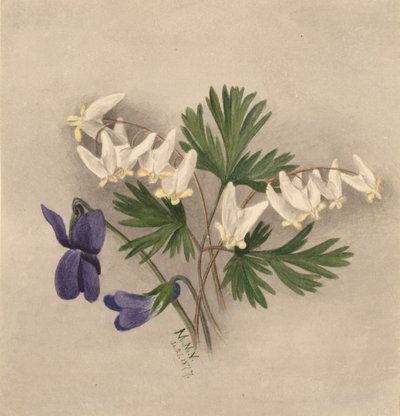 Holanďanské kalhoty Bikullaria, od Mary Vaux Walcott