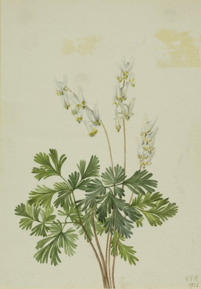 Holanďan Breetches (Bikukulla cucullaria) od Mary Vaux Walcott