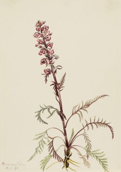 Sloní hlava (Pedicularis groenlandica) od Mary Vaux Walcott