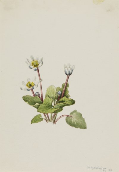 Elkslip (Caltha leptosepala) od Mary Vaux Walcott