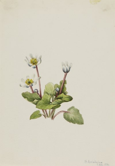 Elkslip Caltha leptosepala, 1916. od Mary Vaux Walcott