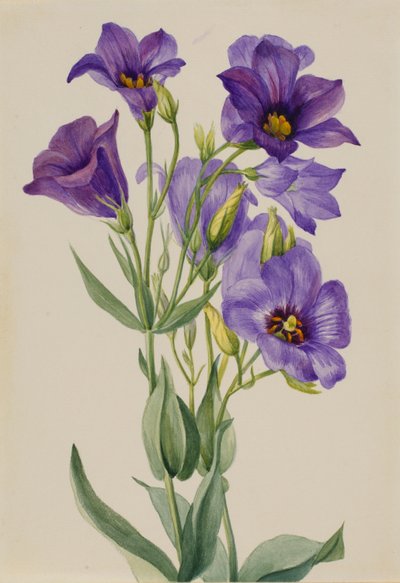 Eustoma russelianum od Mary Vaux Walcott