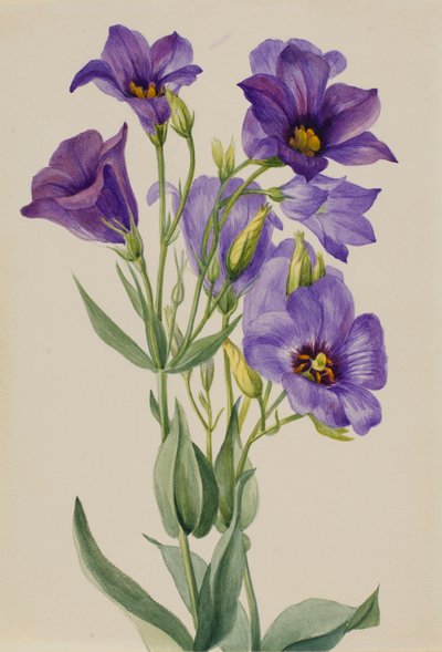 Eustoma russelianum, ca. začátek 30. let 20. století. od Mary Vaux Walcott