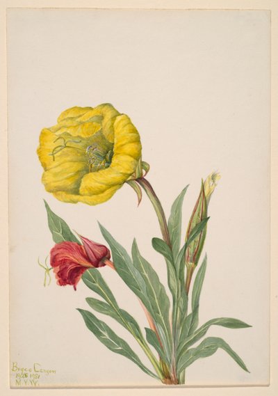 Večernice (Oenothera howardi) od Mary Vaux Walcott