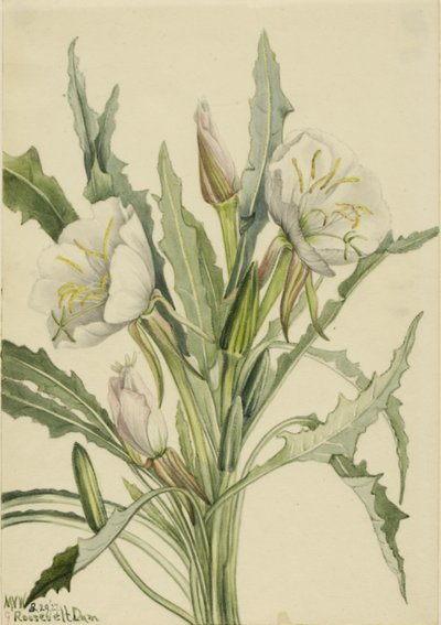 Večernice (Pachyoplus hirsutus) od Mary Vaux Walcott