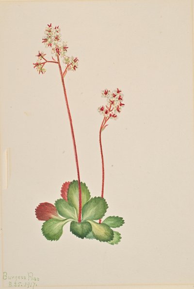 Lomikámen stálezelený Leptarrhena pyrolifolia, 1917. od Mary Vaux Walcott