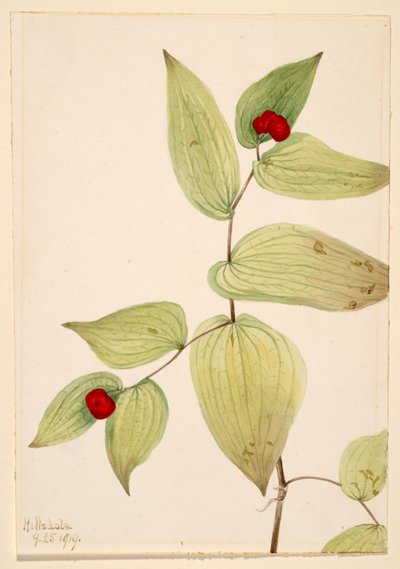 Zvonek pohádkový (Disporum trachycarpum) od Mary Vaux Walcott