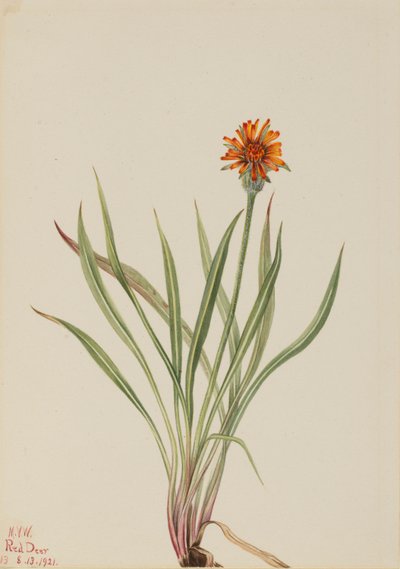 Pampeliška nepravá (Agoseris aurantiaca) od Mary Vaux Walcott