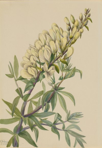 Falešné indigo (Baptista bructeata) od Mary Vaux Walcott