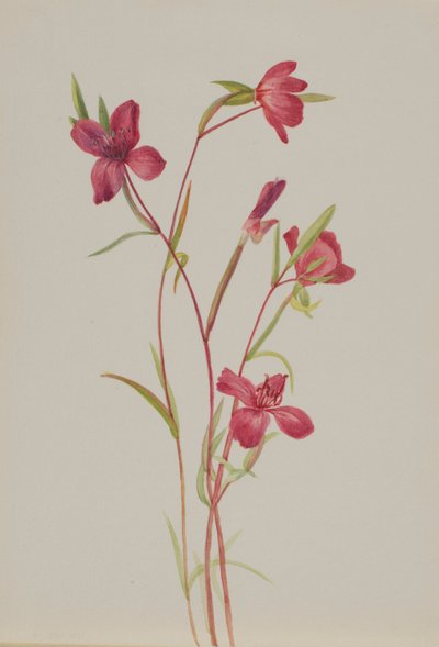 Loučení s jarem (Godetia amoena lilja) od Mary Vaux Walcott