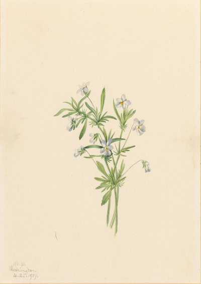 Fialka polní (Viola rafinesquii) od Mary Vaux Walcott