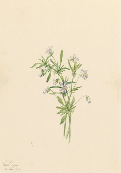 Fialka polní Viola rafinesquii, 1919. od Mary Vaux Walcott