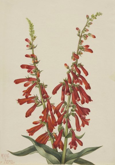 Pentstemon ohnivý (Pentstemon eatonii) od Mary Vaux Walcott
