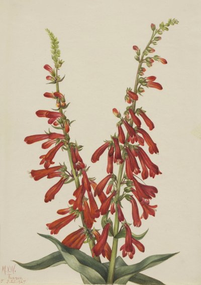 Fire Penstemon Penstemon eatonii, 1927. od Mary Vaux Walcott