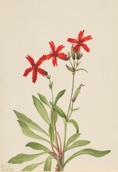 Ohnivě růžový (Silene virginica) od Mary Vaux Walcott