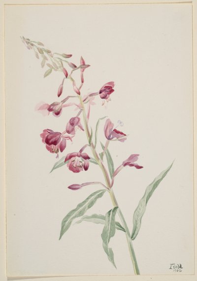 Ohnivec úzkolistý (Epilobium angustifolium) od Mary Vaux Walcott