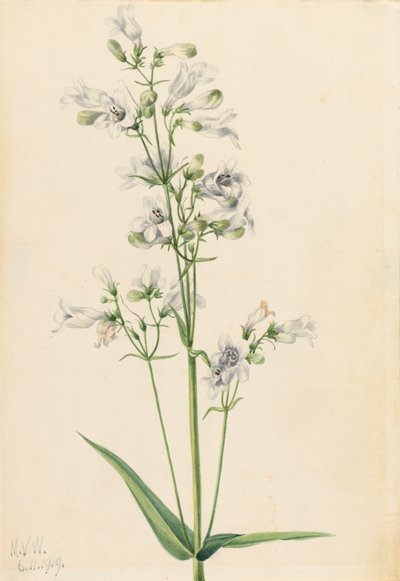Náprstník Penstemon Penstemon digitalis, 1919. od Mary Vaux Walcott