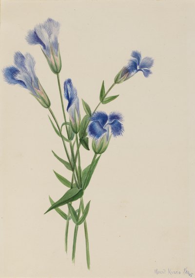 Fringed Gentian Gentiana kometa, 1905 od Mary Vaux Walcott