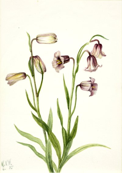 Fritillaria Fritillaria biflora, 1935. od Mary Vaux Walcott