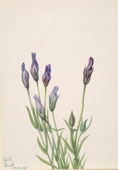 Hořec Gentiana macounii, 1935. od Mary Vaux Walcott