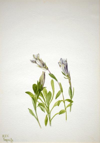 Gentian Gentiana newberry, 1938. od Mary Vaux Walcott