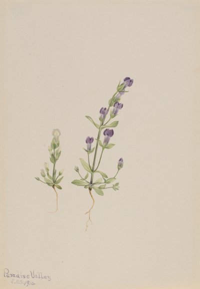 Gentiana propingua od Mary Vaux Walcott